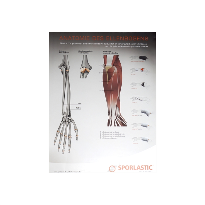 Sporlastic Albue Anatomisk Plakat 594 X 841 Cm