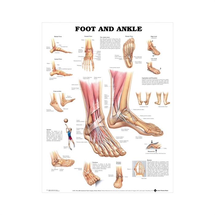 Anatomisk plakat af fod og ankel 51 x 66 cm